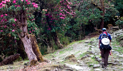 "Bonding on the Trail: The Benefits of Trekking with Local Company in Nepal