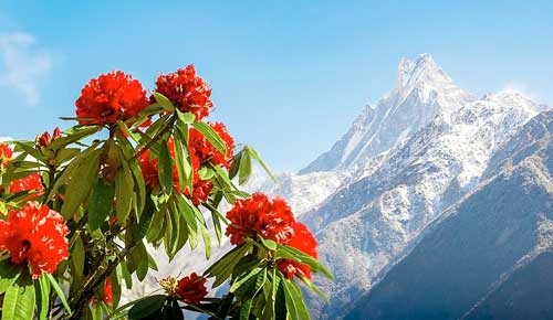 Spring is considered as the best season to Visit in Nepal, 2023