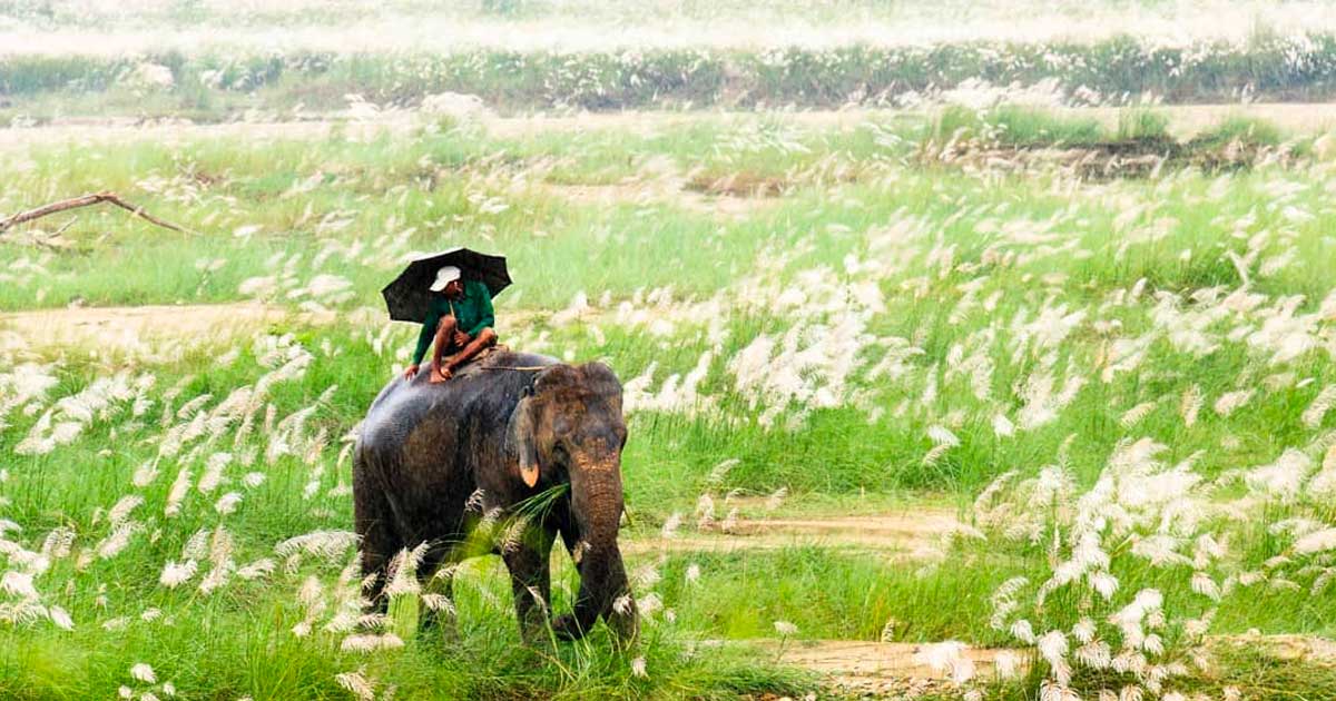 Chitwan National Park, Photographer: Bijay Chaurasia